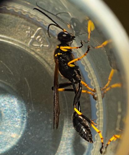 Réf. 347 730 : Sceliphron caementarium